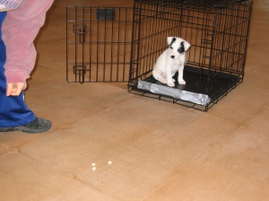 7 Week old puppy holds sit in position with food distractions on the floor in front of him.