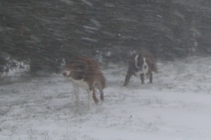 Buzz & Encore out for our Snowing Walk