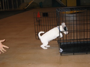 The start of distance work! Puppy Exie driving away from Tracy into his crate.